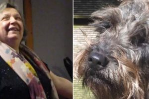 Darwen Woman Seriously Injured in Dog Attack