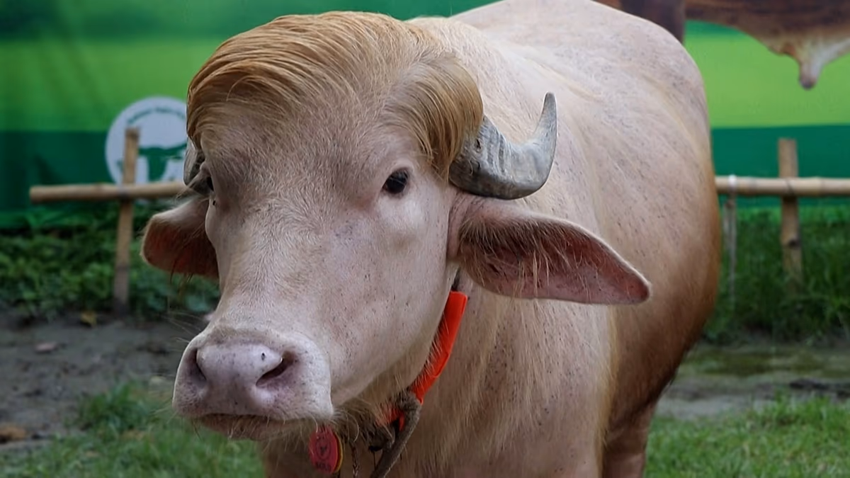 Video. Bangladesh: Albino buffalo nicknamed “Donald Trump” becomes unlikely star attraction