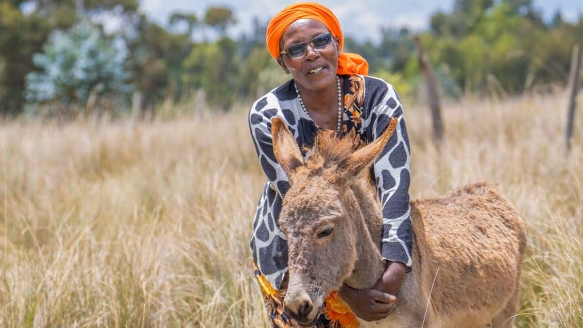 Donkeys stolen and slaughtered to make wellness products sold on Amazon
