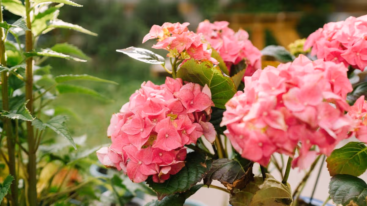 Hydrangeas will ‘flourish’ better in gardens with 3 companion plants that they ‘love’