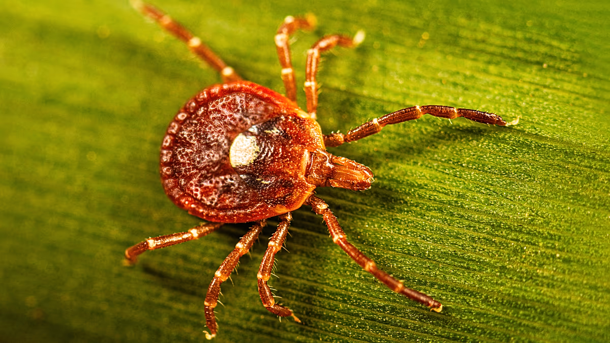 What to know about the life-threatening meat allergy caused by tick bites