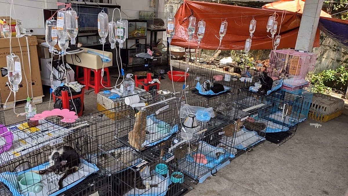 Hundreds of cats rescued from being eaten in Vietnam