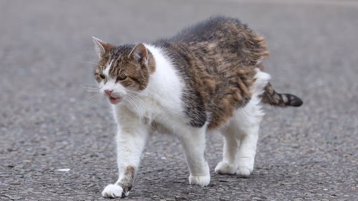 Big Monday update on new law for all cat owners in UK as plan hits key threshold