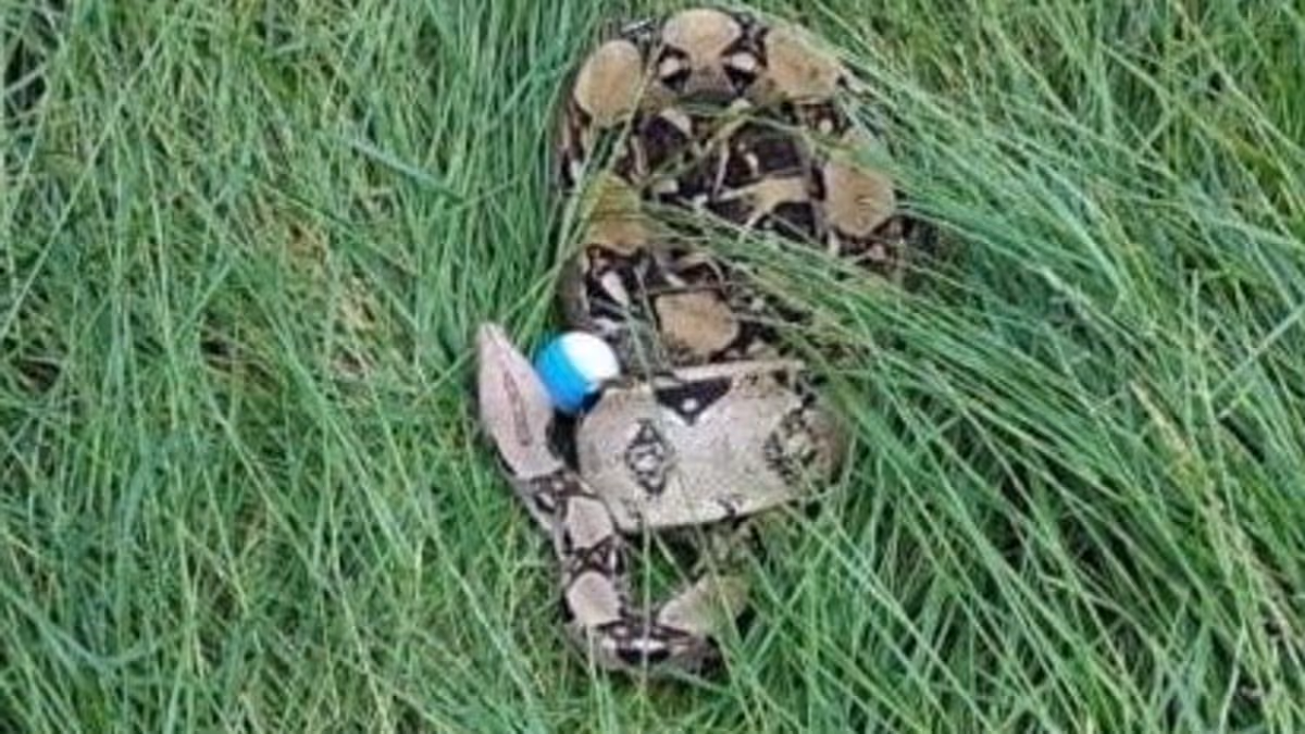 Brit golfer, 12, horrified after she finds golf ball resting on SIX FOOT snake at Darlington course